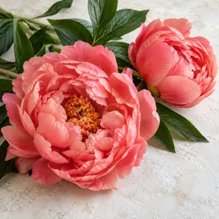 Zwei korallenrosa Pfingstrosen, eine ganz und eine halb geöffnet, mit dunkelgrünen Blättern